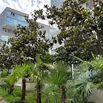 Olive Tirana