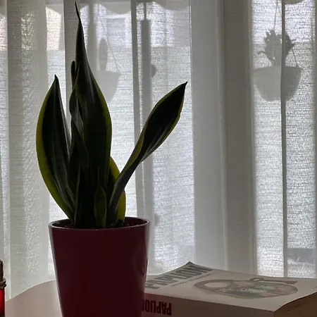 Apartman Olive Tirana