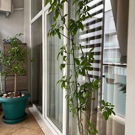 Olive Apartment