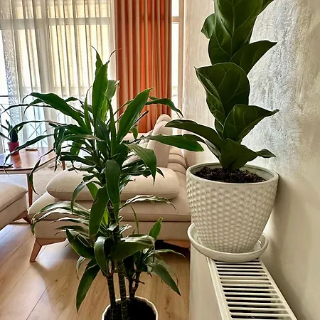 Olive Apartman *