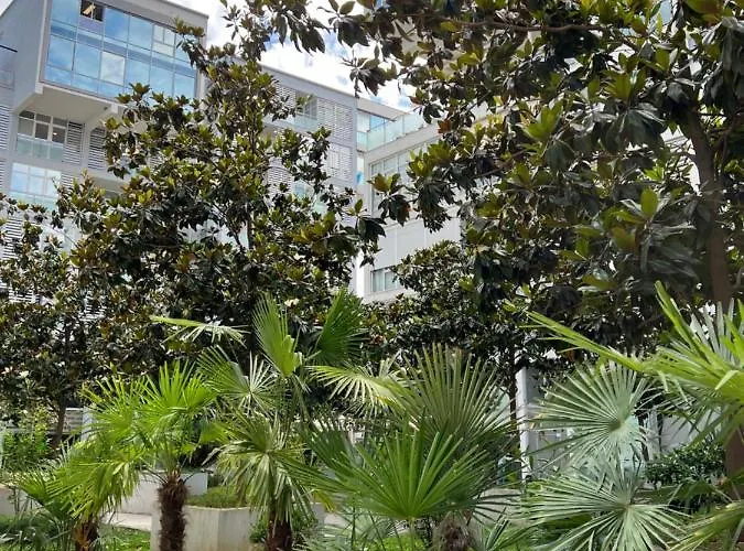 Olive Tirana