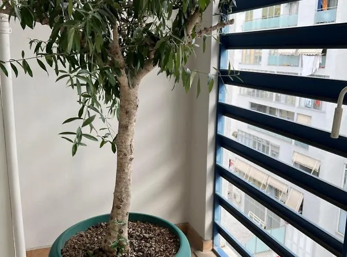 Olive Lägenhet *