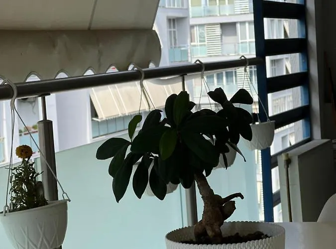 Olive *