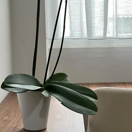 Olive * تيرانا
