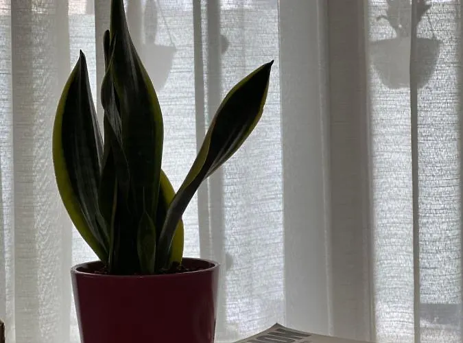 Apartmán Olive Tirana